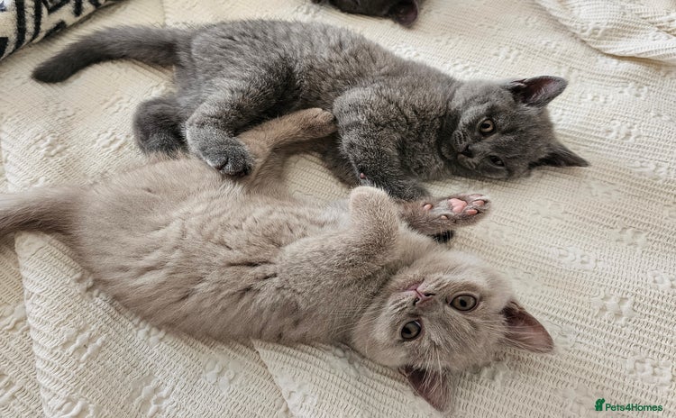 British Shorthair cats - Advert 3