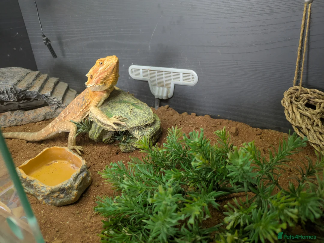 Bearded Dragon reptiles for sale: Male bearded dragon 200 ONO in Newport - Advert 1