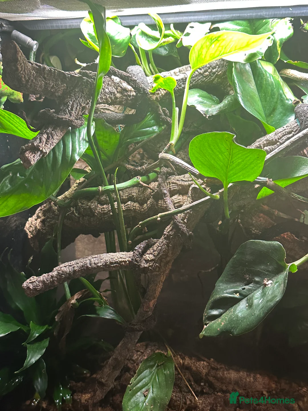 Gecko reptiles for sale: Pair Breeding Giant Madagascan Day Gecko (HighRed) - Advert 6