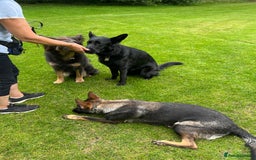 German Shepherd dogs for sale: Female German Shepherd - working line - Advert 17