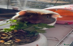 Guinea Pig rodents for sale: Male single Guinea Pig  - Advert 2