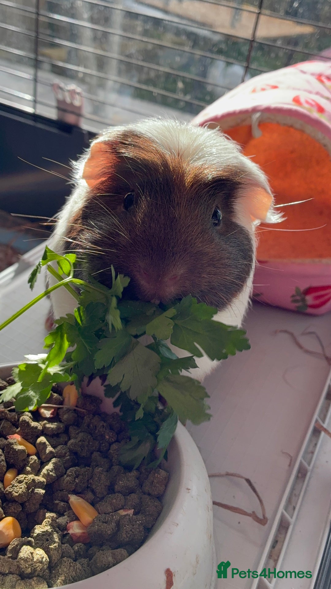 Guinea Pig rodents for sale: Male single Guinea Pig  - Advert 2