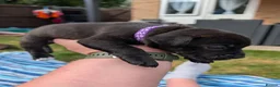 Staffordshire Bull Terrier dogs for sale: Stunning Brindle & White Staffy Pups - Advert 10