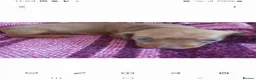 Miniature Dachshund dogs for sale: Miniature Dachshund pups - Advert 22