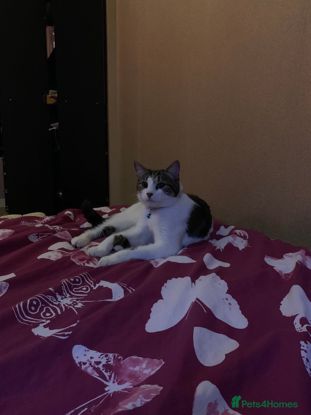 British Shorthair cats for sale: Male Adult Cat ready to be rehomed!  in London - Image 4