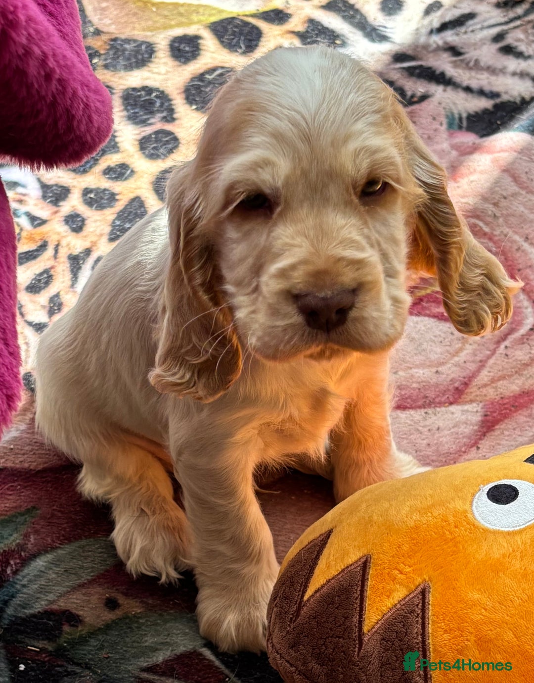 Cocker Spaniel dogs for sale: Outstanding show cocker pups - Image 33