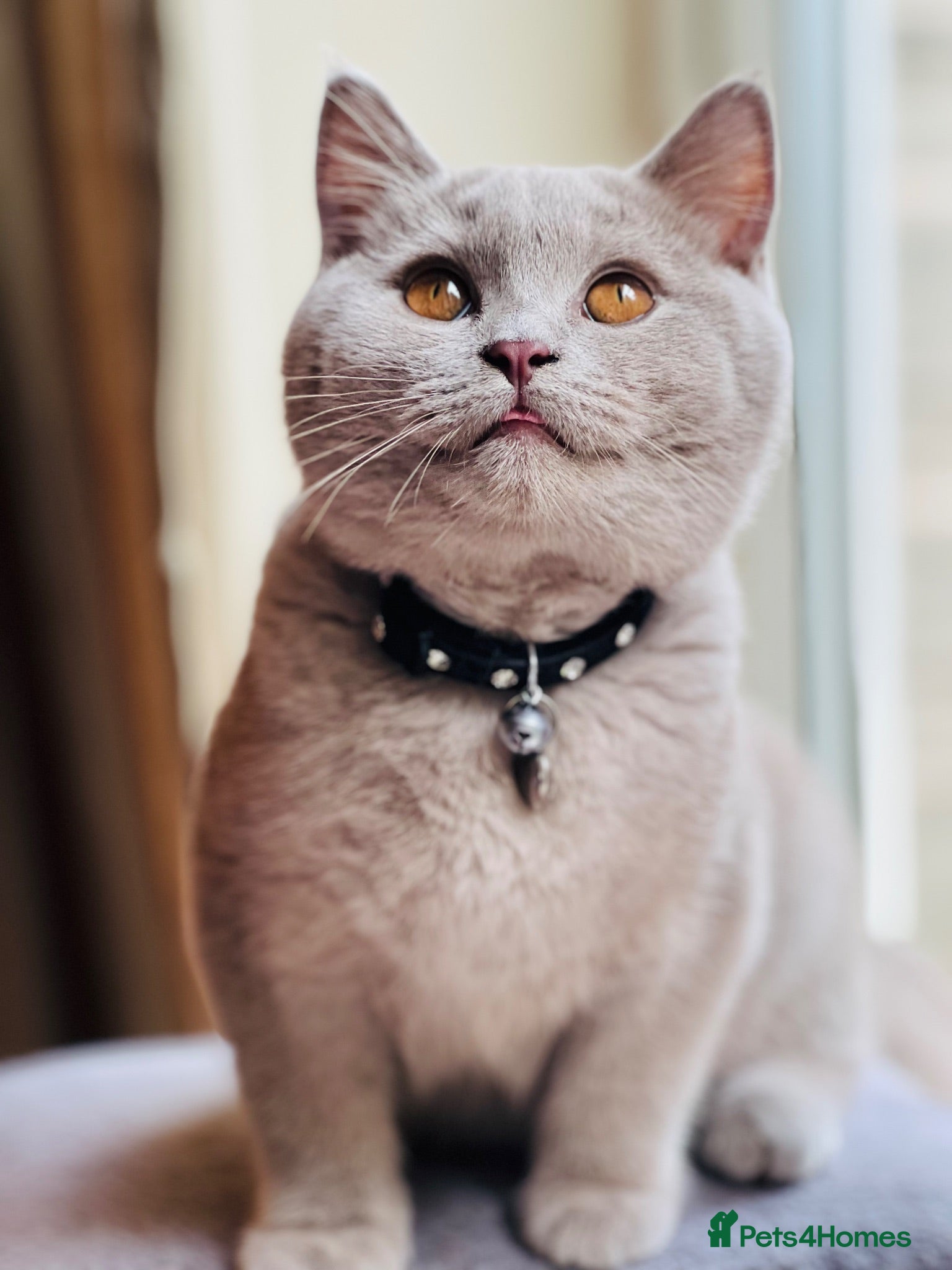 British Shorthair cats LILAC Male Kitten ( 5 Months Old) - Rehoming - Advert 2