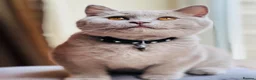 British Shorthair cats for sale: LILAC Male Kitten ( 5 Months Old) - Rehoming - Advert 2