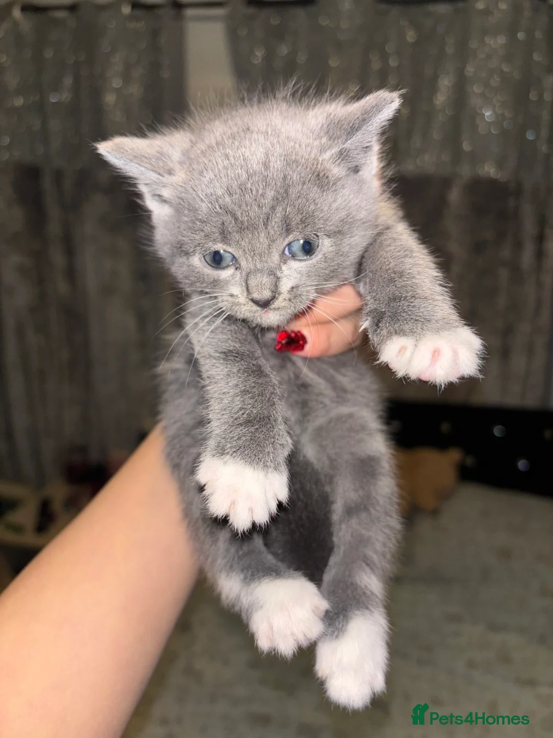 Mixed Breed cats for sale: Half British shorthair sale.  - Advert 2