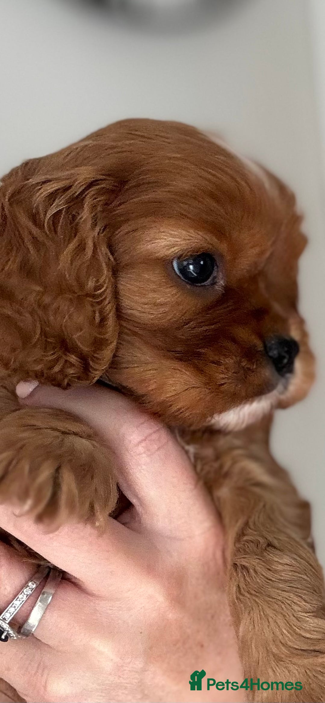 Cavalier King Charles Spaniel dogs for sale: KC reg 🍫parents/Eyes/heart&health certs - Image 6