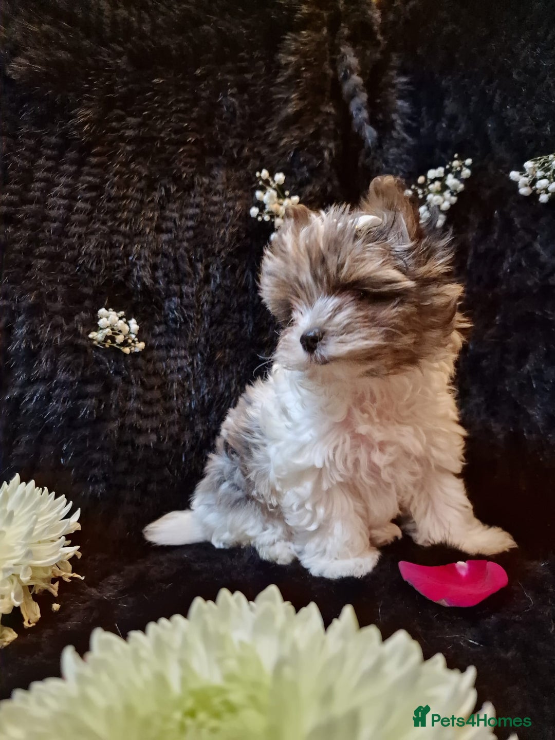 Yorkshire Terrier dogs for sale: Luxury Yorkshire Terrier Puppies/Home Raised/IHR   - Advert 15