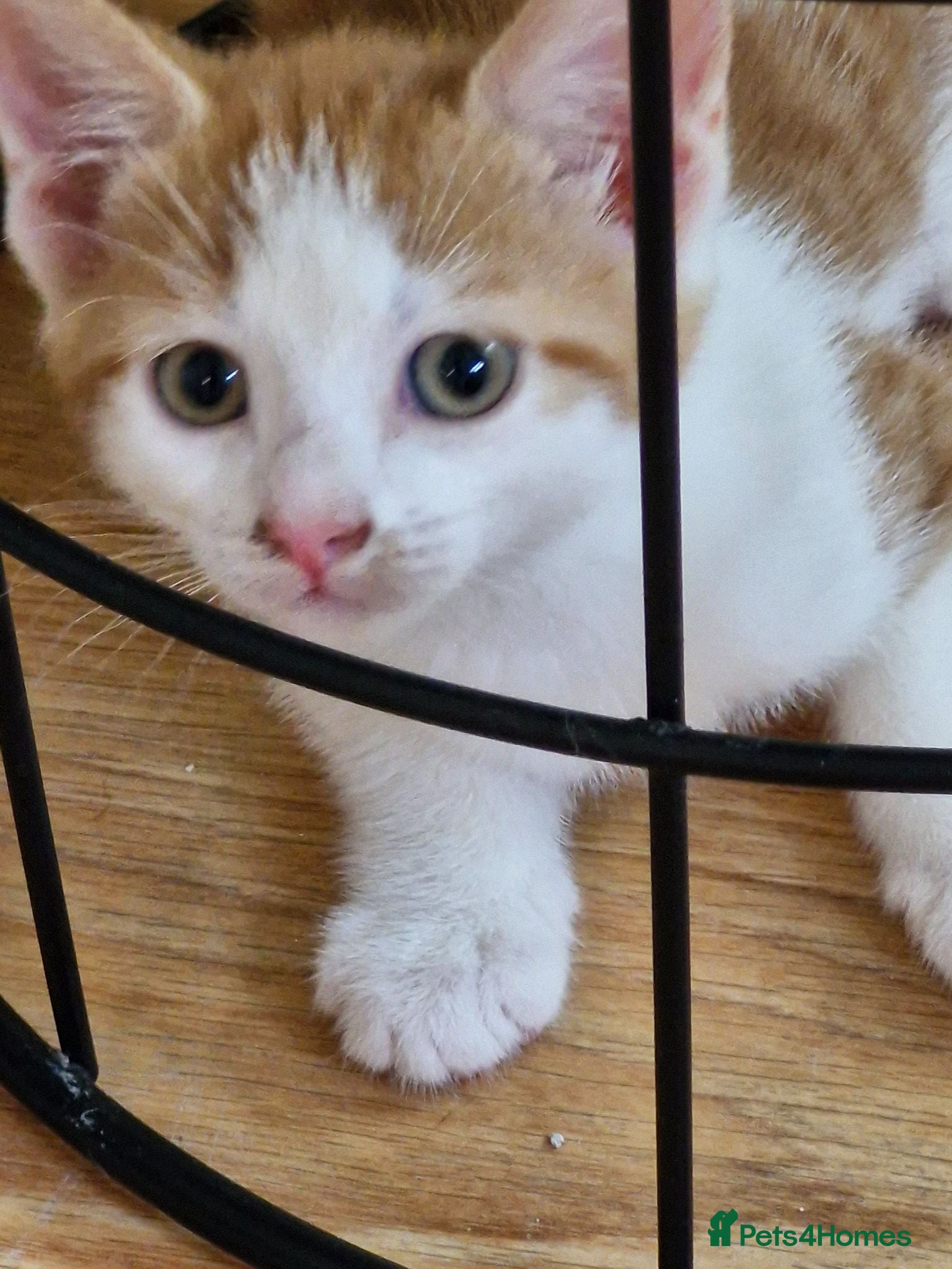 British Shorthair cats Gorgeous Kitten friendly and very playful - Advert 2