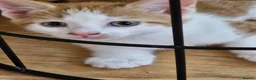 British Shorthair cats for sale: Gorgeous Kitten friendly and very playful - Advert 1