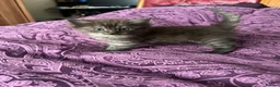 Ragdoll cats for sale: 🥰🥰🥰 - Advert 5