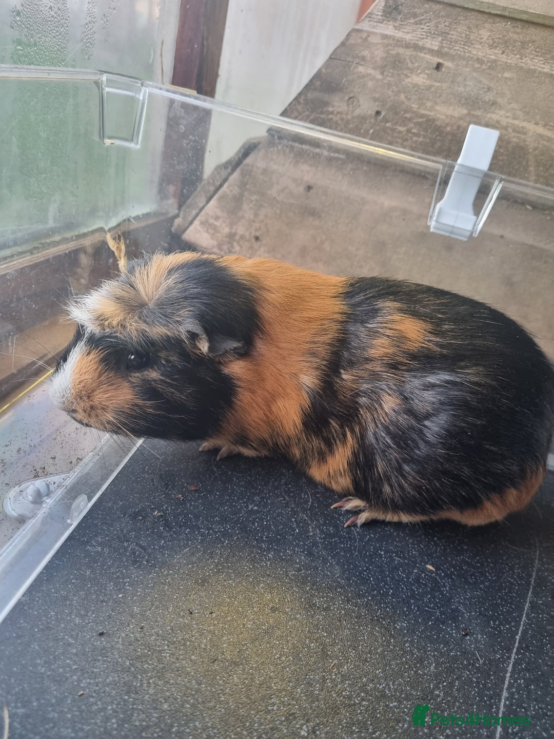 Guinea Pig rodents for sale: Three lovely guinea pigs looking for a new home - Advert 6