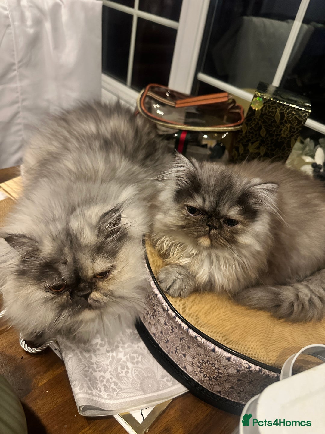 Persian cats for sale: Persian cats for sale - Advert 2