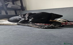 Labrador Retriever dogs for sale: Black Labrador puppy girl - Willow  - Image 2