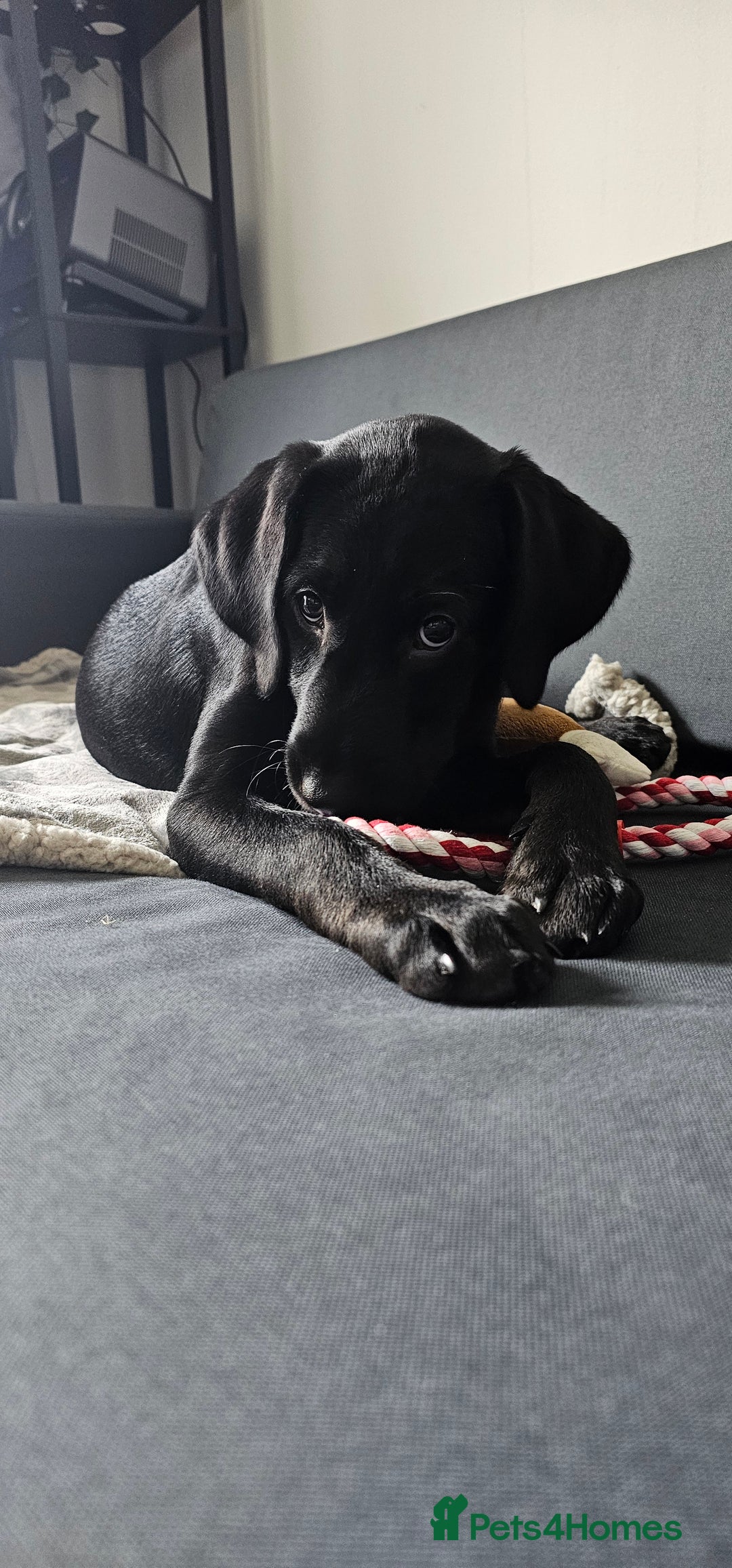 Labrador Retriever dogs for sale: Black Labrador puppy girl - Willow  - Image 2