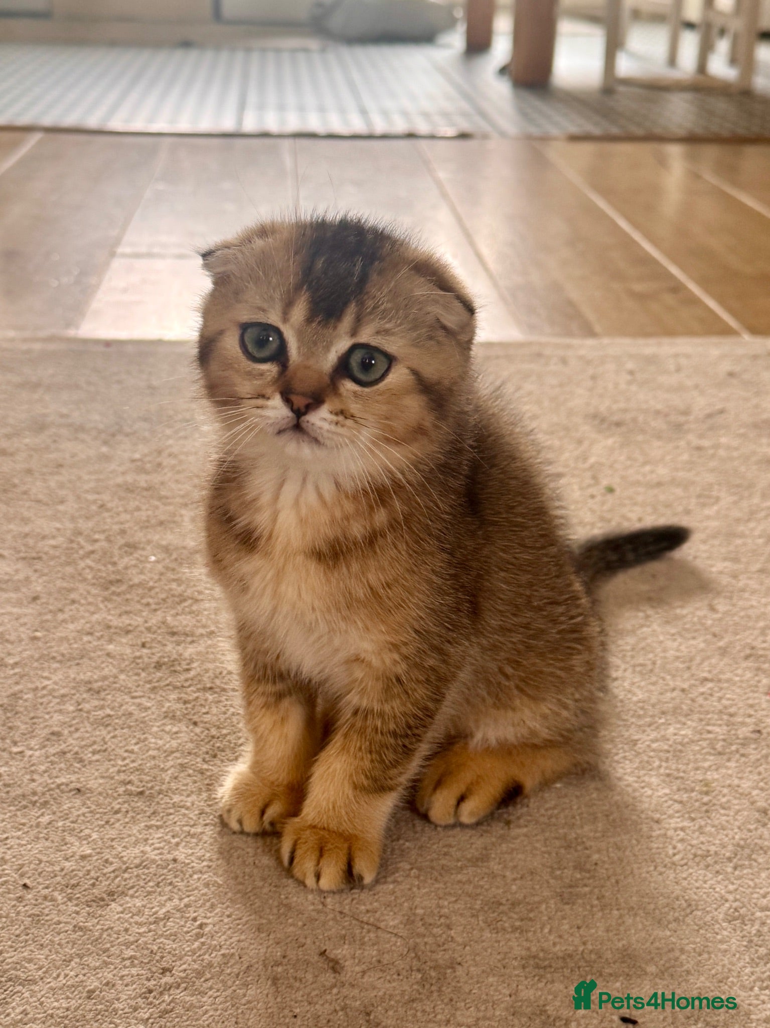 Scottish Fold cats Kitten  - Advert 15