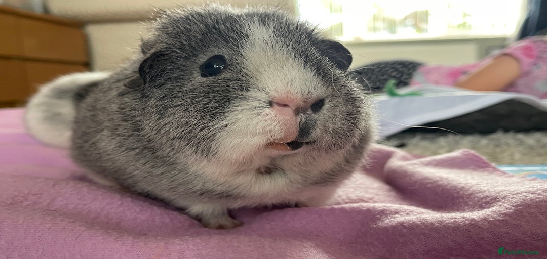 Gallery Image {{count}}