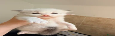 Ragdoll Kitten 2