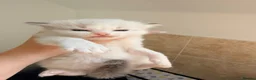 Ragdoll cats for sale: Huge ragdoll kittens looking for a  home  - Advert 4
