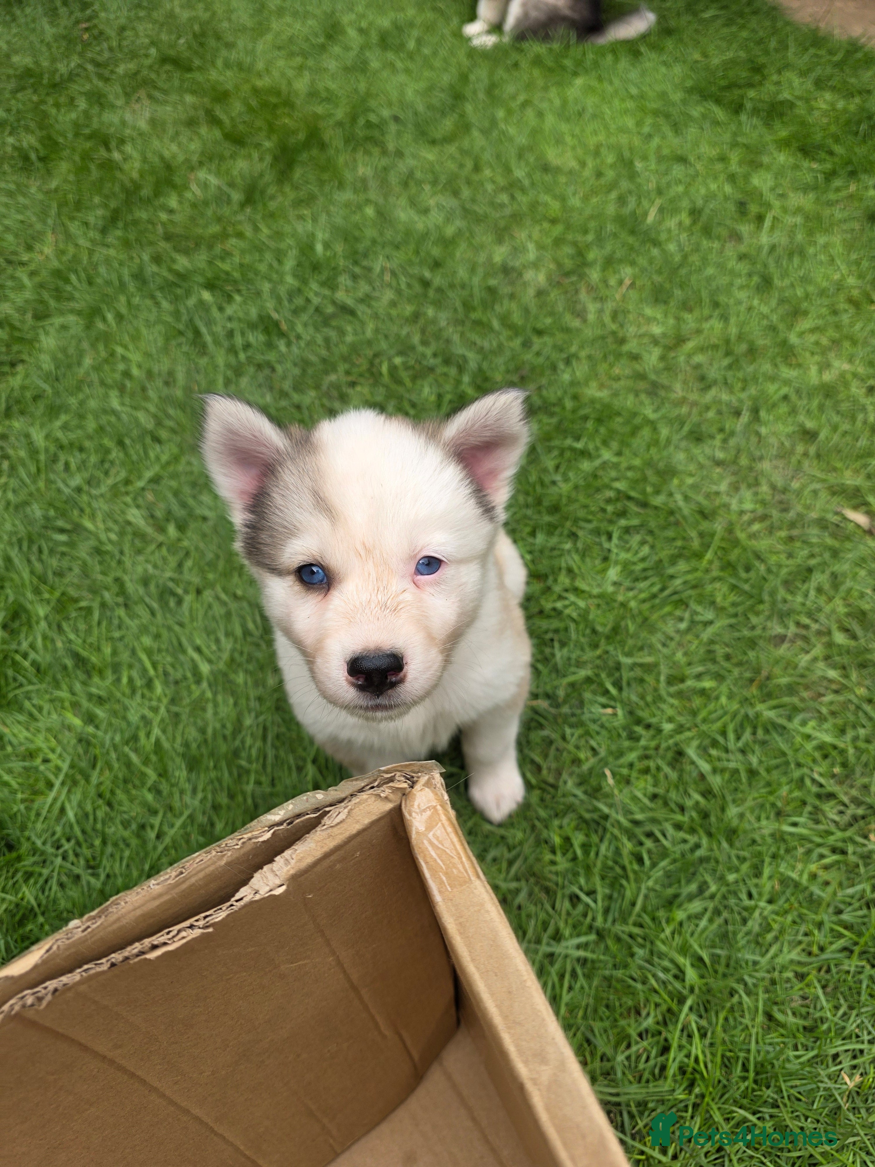 Siberian Husky dogs Yakutian Laika puppies  - Advert 2