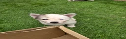 Siberian Husky dogs for sale: Yakutian Laika puppies  - Advert 2