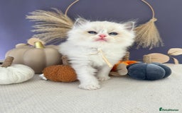 Ragdoll cats for sale: Stunning TICA Ragdolls  - Image 9