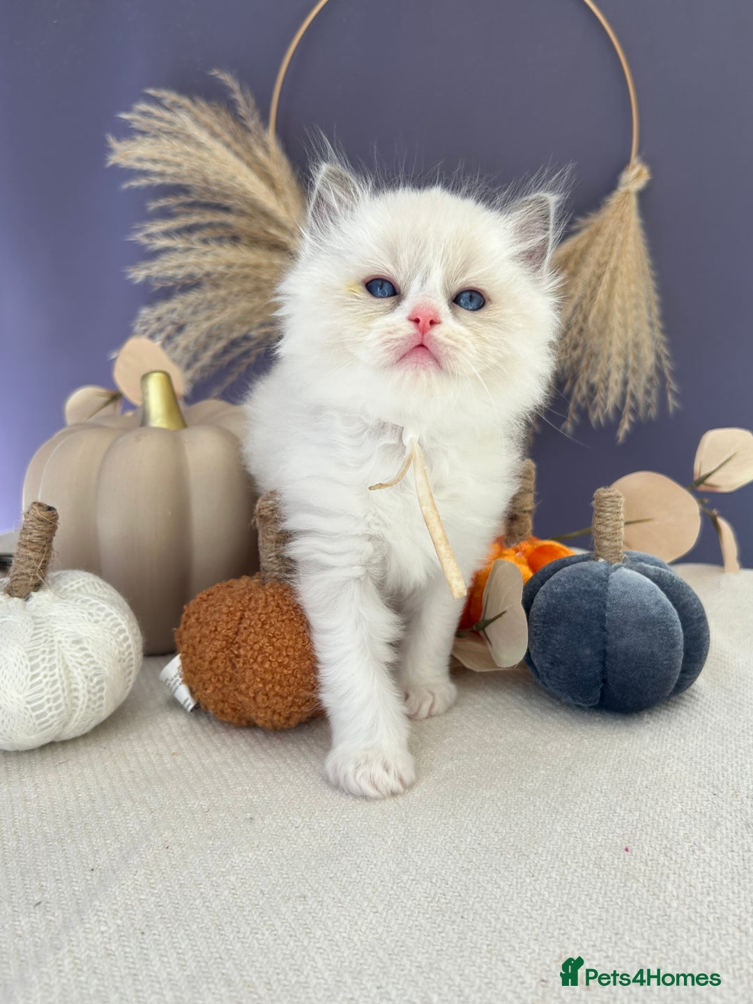 Ragdoll cats for sale: Stunning TICA Ragdolls  - Image 9