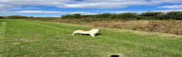 Labrador Retriever dogs for sale: Beautiful white Labrador  - Advert 2