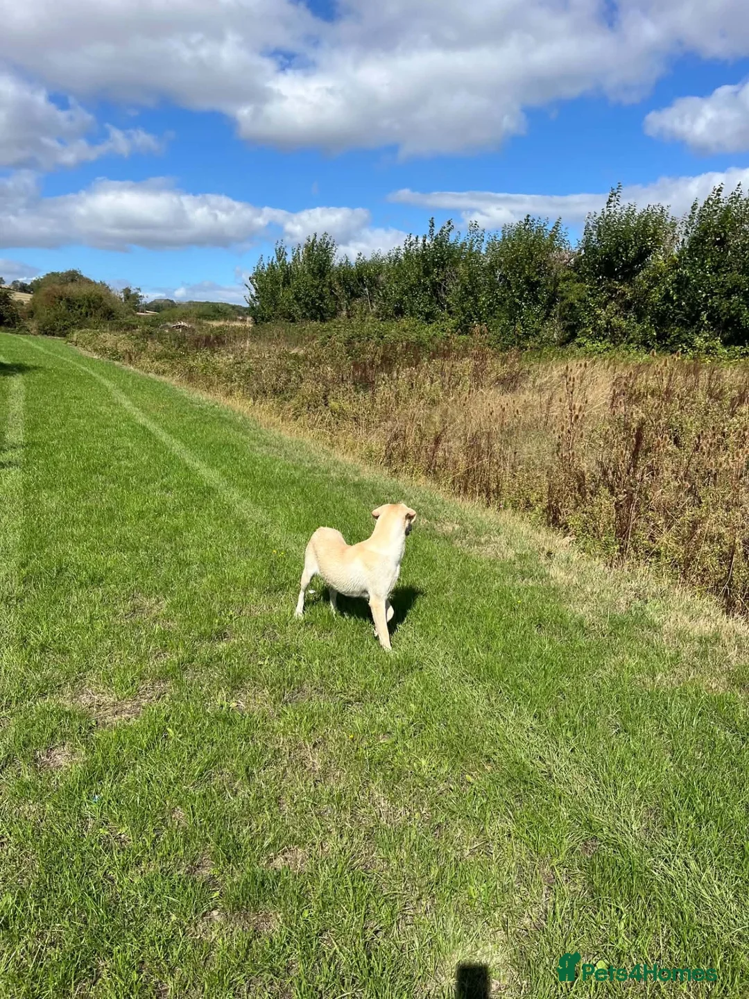 Labrador Retriever dogs for sale: Beautiful white Labrador  - Advert 2