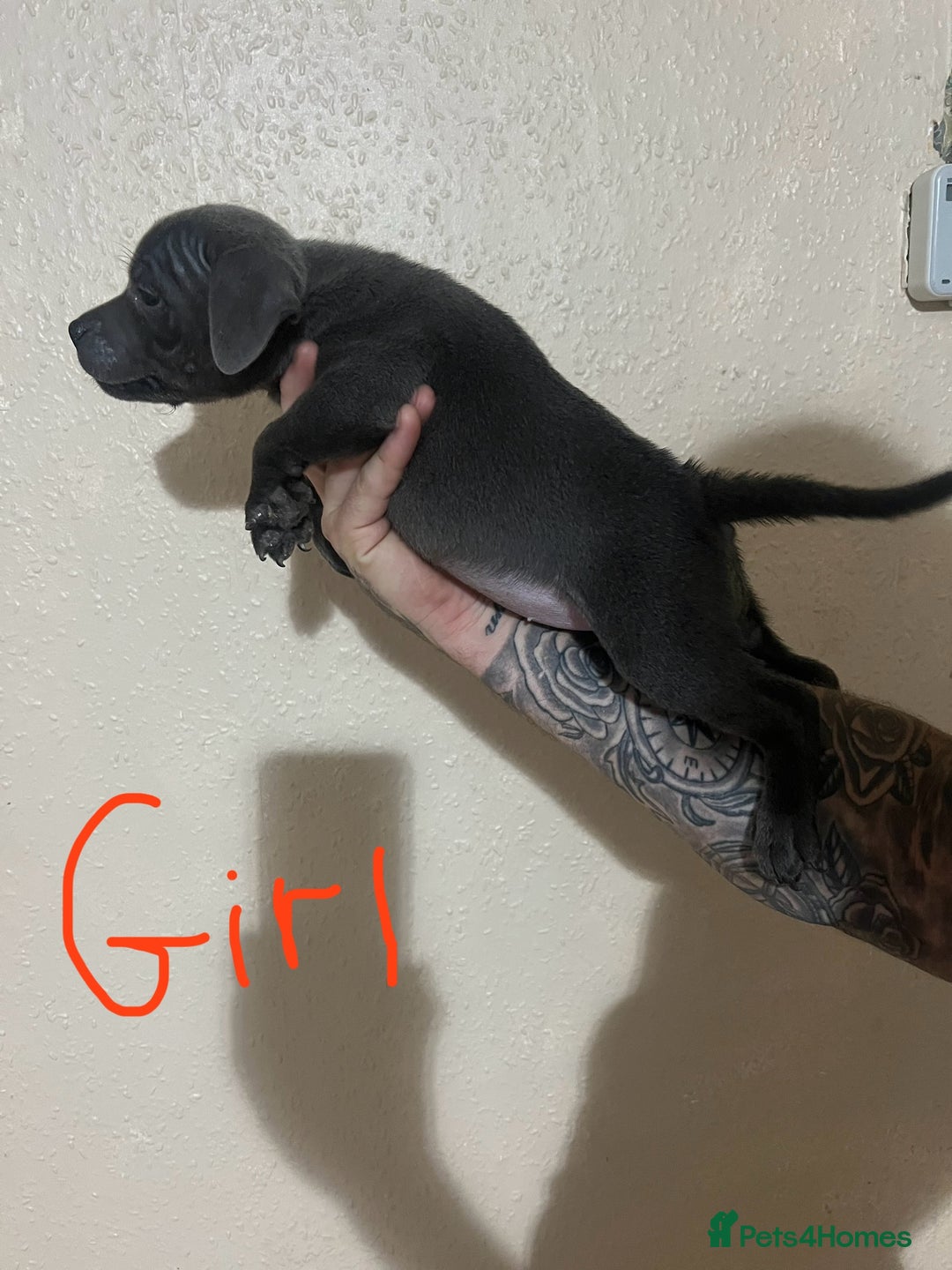 Staffordshire Bull Terrier dogs for sale: One girl left🩷 Staffordshire bull terrier pups - Image 10