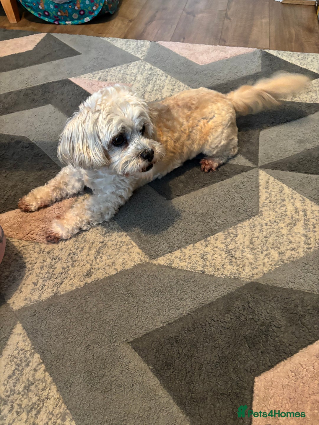 Pomchi dogs for sale: Female Pomchi and Shichon  **  - Advert 5