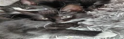 Mixed Breed cats for sale: 6 Tuxedo Kittens for Sale Black & White, Ready  - Advert 12