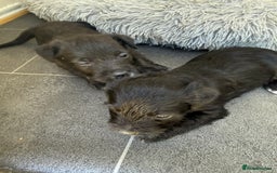 Glen of Imaal Terrier dogs for sale: Rare and beautiful  - Image 14