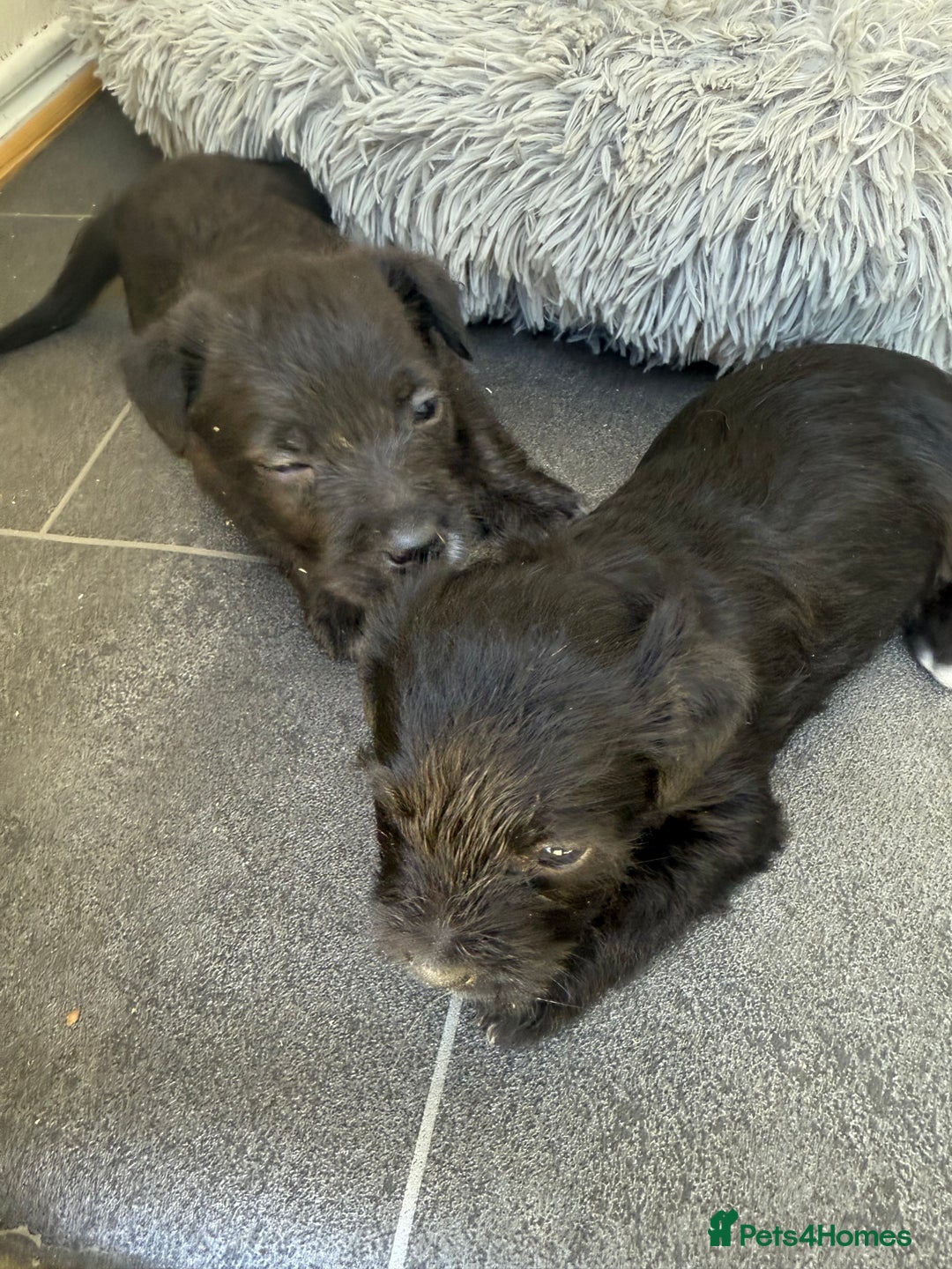 Glen of Imaal Terrier dogs for sale: Rare and beautiful  - Image 14