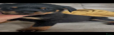 Rottweiler Puppy 8