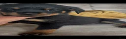 Rottweiler dogs for sale: Stunning litter of Rottweiler babies  - Advert 10