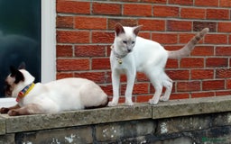 Siamese cats for sale: Siamese kittens - Image 2