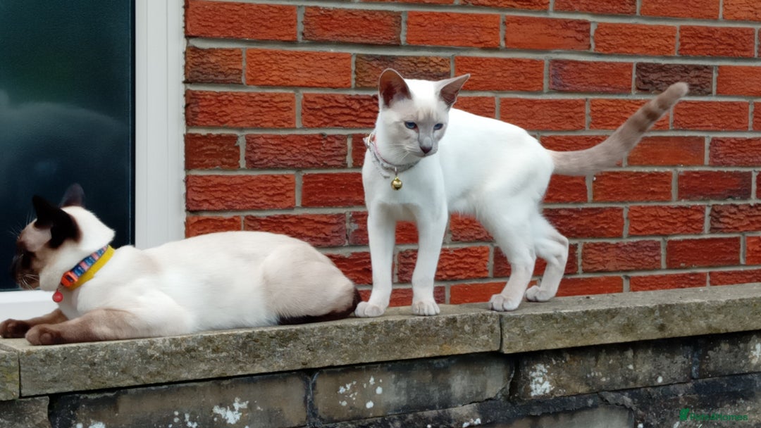 Siamese cats for sale: Siamese kittens - Image 2