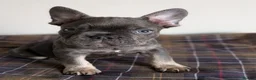 French Bulldog dogs for sale: Reduced fluffy/carriers Frenchies - Advert 6