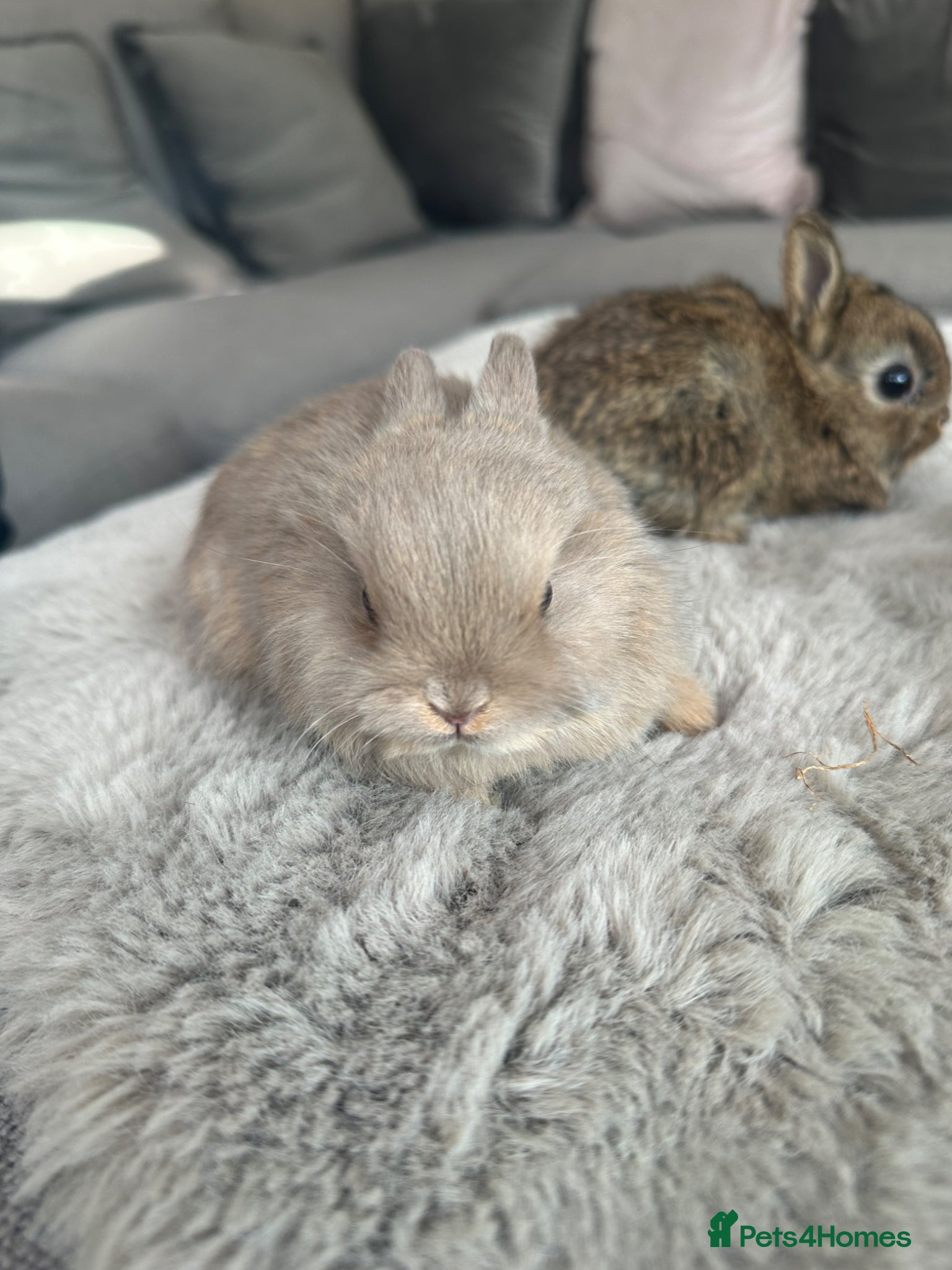 Netherland Dwarf rabbits Baby bunnies pure Netherlands Dwarf - Advert 18