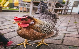 Chickens poultry for sale: Two hybrid chickens for sale - Image 2