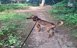 Mixed Breed dogs for sale: Gorgeous 8 month doberman cross  - Image 2