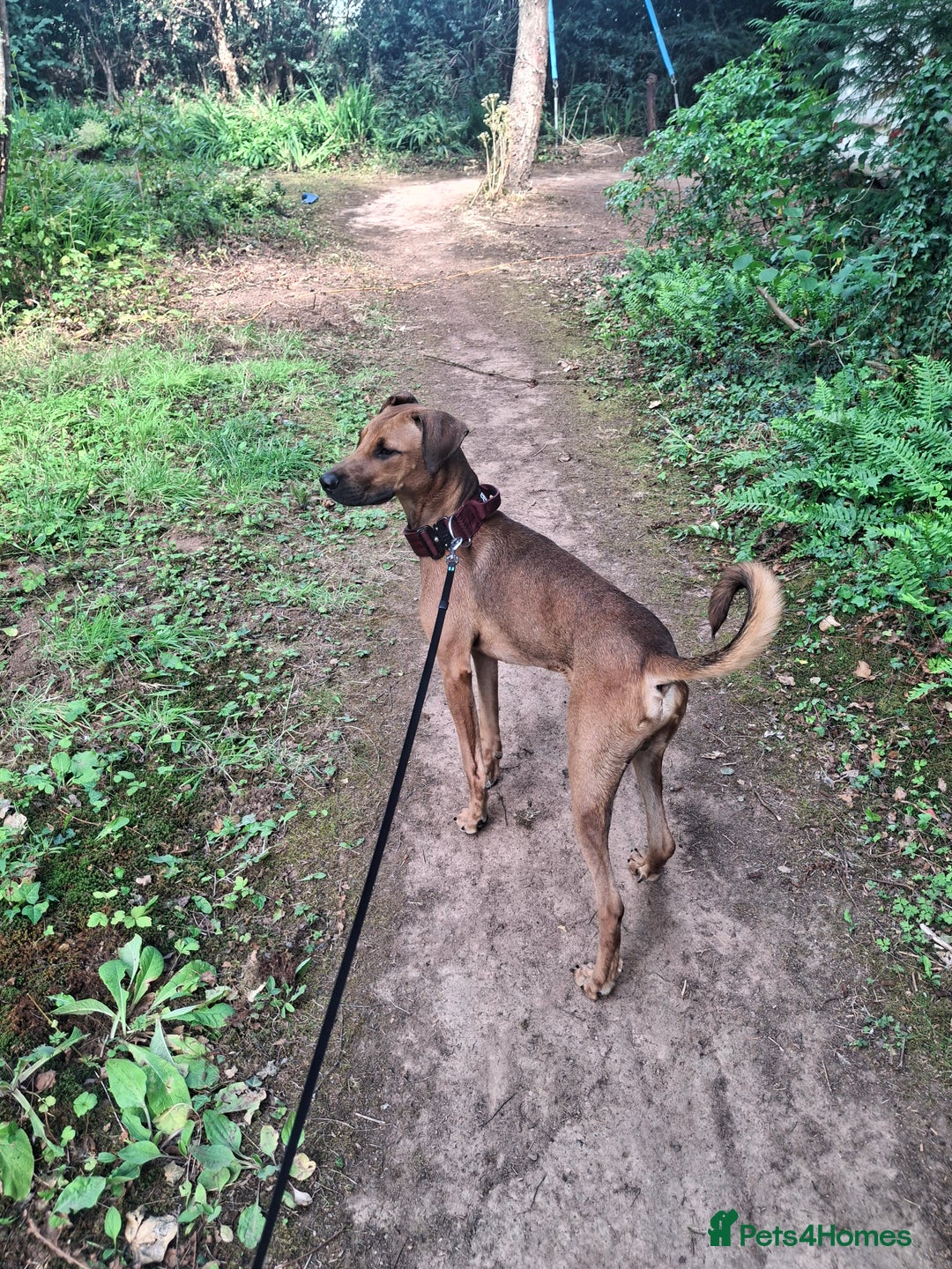 Mixed Breed dogs for sale: Gorgeous 8 month doberman cross  - Image 2