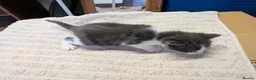 Mixed Breed cats for sale: 4 beautiful kittens for sale  - Advert 9