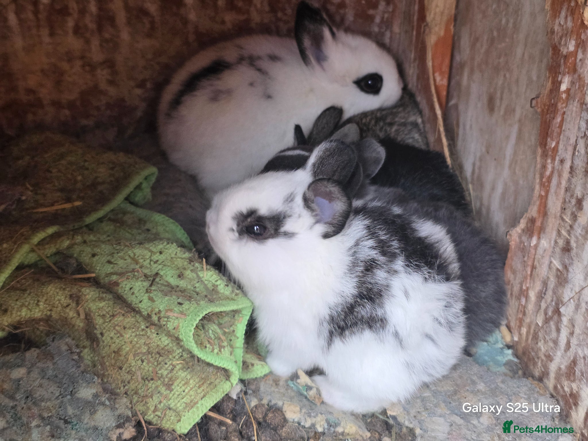 Dutch rabbits Adorable cute bunnies, male and female  - Advert 16