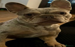 French Bulldog dogs for sale: Stunning litter of French bulldog puppies  - Image 12