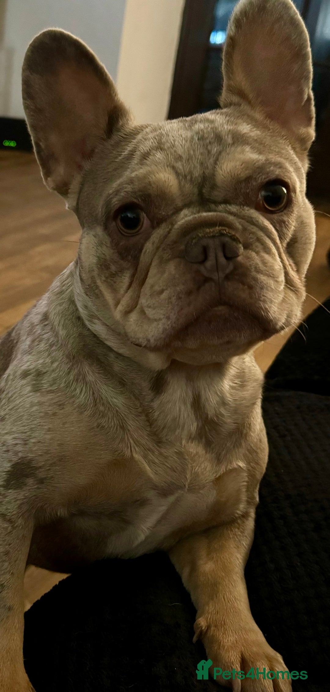 French Bulldog dogs for sale: Stunning litter of French bulldog puppies  - Image 12